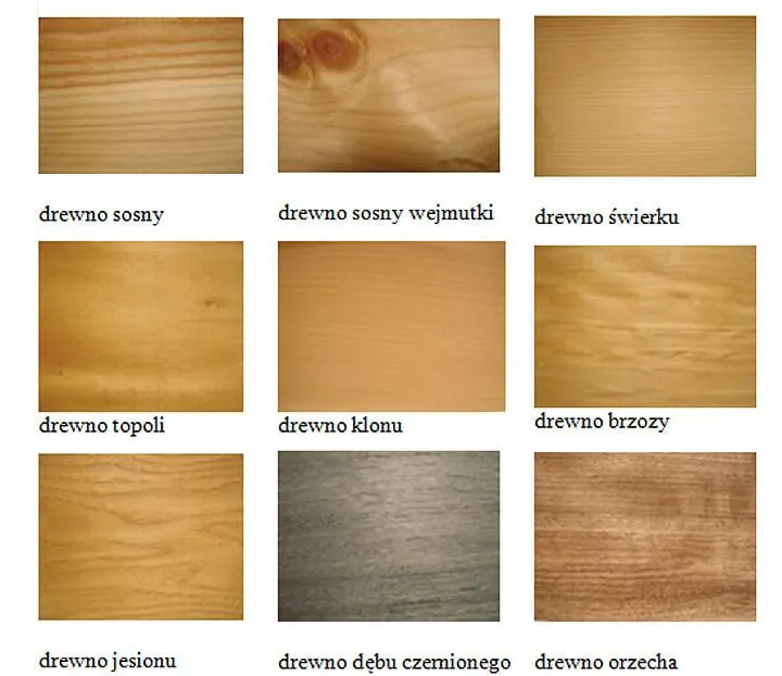 Cud natury: najtwardsze drzewo na świecie i tajemnice Indian