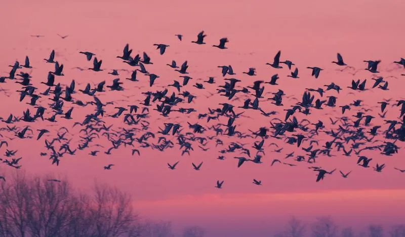 Ekologia zimowania ptaków w Afryce