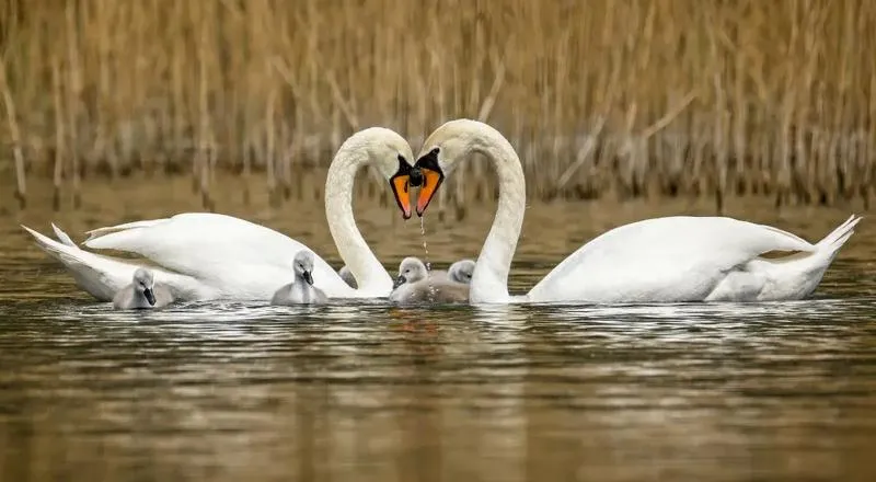 Niezwykłe rytuały godowe i strategie zalotów